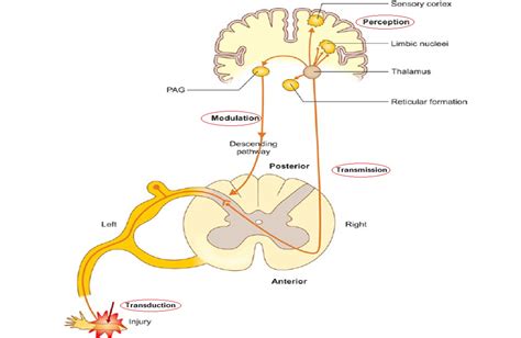 Pain Pathway | Classification of Pain | Sensitization