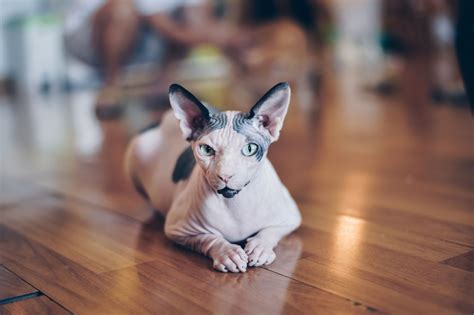 10 Best Hairless Cat Breeds for a Unique Pet Pal