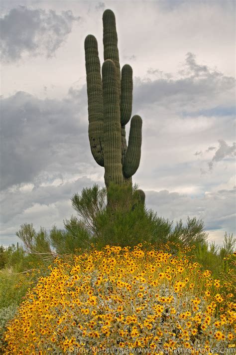 Picacho Peak State Park | Photos by Ron Niebrugge