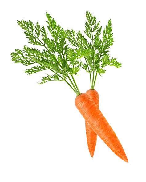 Baby carrot Clip art - carrot png download - 1400*1750 - Free Transparent Carrot png Download ...