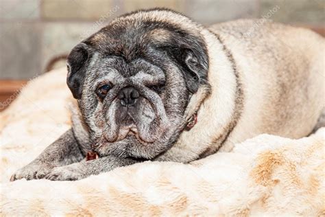 Pug breed dog — Stock Photo © adogslifephoto #96576540