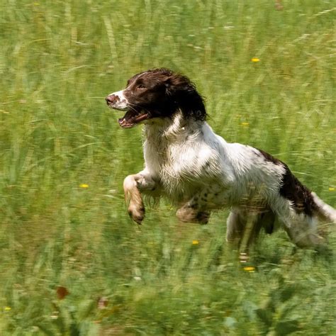 Hunting Dog Training: 10 Tips for Training Your Puppy - TheGearHunt