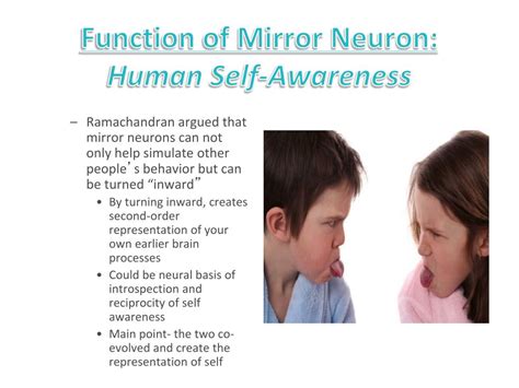 PPT - Mirror Neurons PowerPoint Presentation, free download - ID:2315230