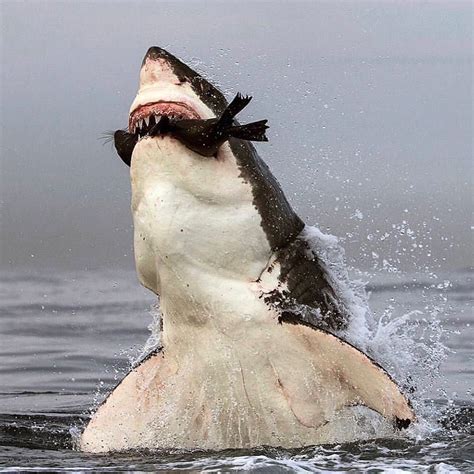 Great white shark at work off the coast of South Africa 🇿🇦🦈 - Credit ...