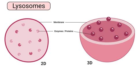 Lysosome Cell Structure