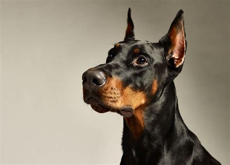 Whats The Difference Between A Doberman Pinscher And A Doberman