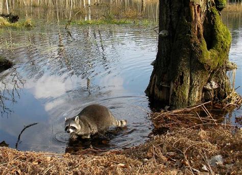 Raccoon | NC State Extension Publications