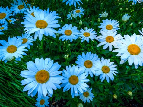 Beautiful white daisy flowers on a flower bed wallpapers and images ...