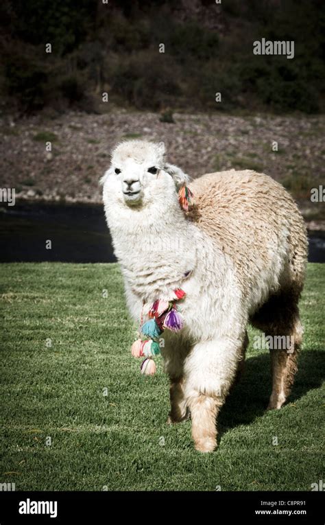 Peruvian baby alpaca Sacred Valley Peru Stock Photo - Alamy