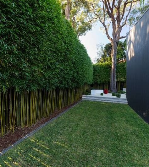 12 Garden Hedge Plants For Privacy