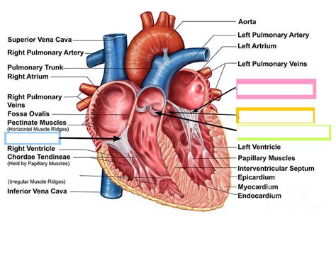 Trabeculae Carneae Vs Papillary Muscle