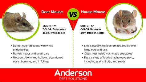 Deer Mice vs House Mice | Mice in Illinois & Indiana