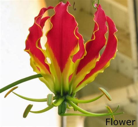 Niyangala/Gloriosa superba | Herbal plants Sri Lanka