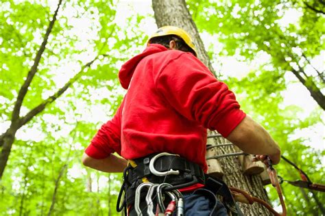 Thrill Seekers Will Love These 4 Treetop Trekking Spots Near Toronto - Ultimate Ontario