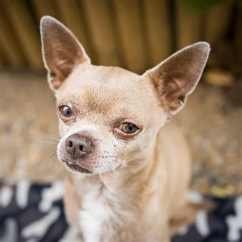 Discover The Best Chihuahua Mix Breeds Today! - The Chihuahua Guide