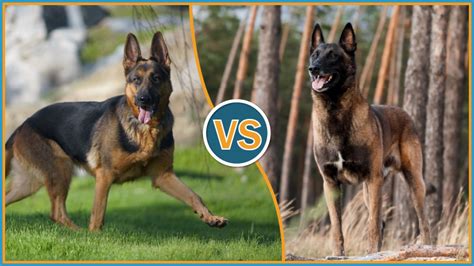 GERMAN SHEPHERD VS. BELGIAN MALINOIS: CAN YOU TELL THEM APART?