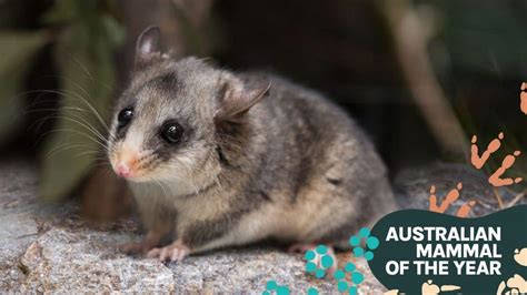 Mountain pygmy-possum: our precious possum in the snow