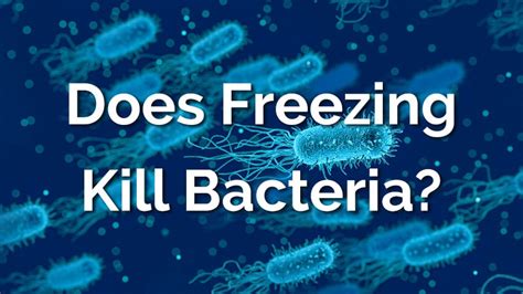 Does Freezing Really Kill Bacteria? - What the Science Says - DailyHomeSafety