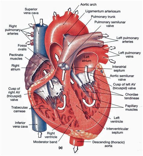 Heart Anatomy: chambers, valves and vessels : Anatomy & Physiology