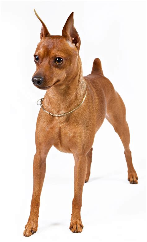 The Miniature Pinscher should be protected in the cold. -- Click image ...