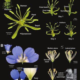 Measurements of Aceria spp. female morphology. Explanation of ...