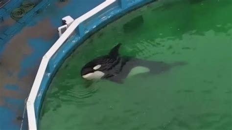 Heartbreaking Scene: 'World's Loneliest Orca', Tokitae Taken Away From ...