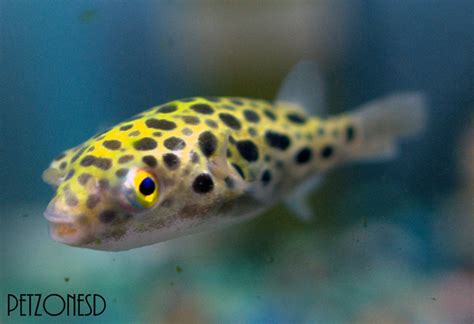 Brackfish Water Fish: Green Spotted Puffer, Tetraodon nigroviridis