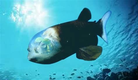 the barreleye fish