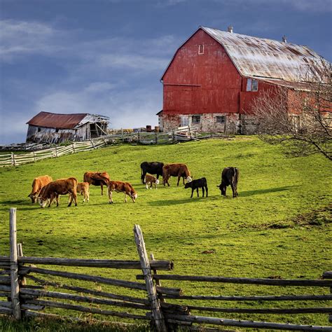 Red Barn And Cows | Old barns, Country barns, Farm barn