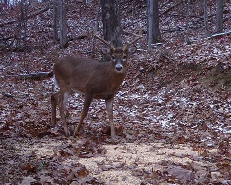 Ohio Deer Hunting Land - Rates - Dates - Available Deer Hunts