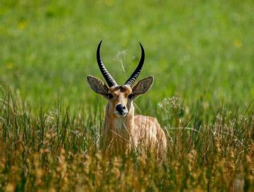 Common reedbuck hunting in Namibia - BookYourHunt.com