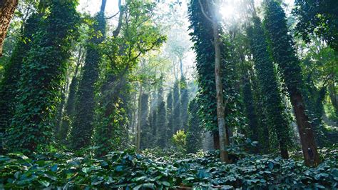 A Visit To Araku Valley, Andhra Pradesh's Coffee Haven Brewing Change