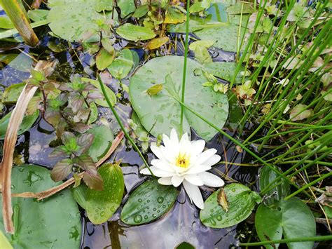 UK | Pond Life Revives Hope for On-Farm Wildlife | Agricultural and Rural Convention