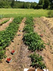 20 Top Strawberry Harvesting Tips – Strawberry Plants