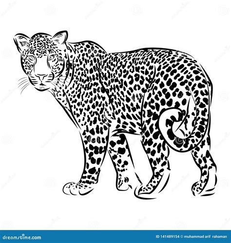 Sketch Leopard Line Art Vector Illustration Stock Vector - Illustration of mammal, paws: 141489154