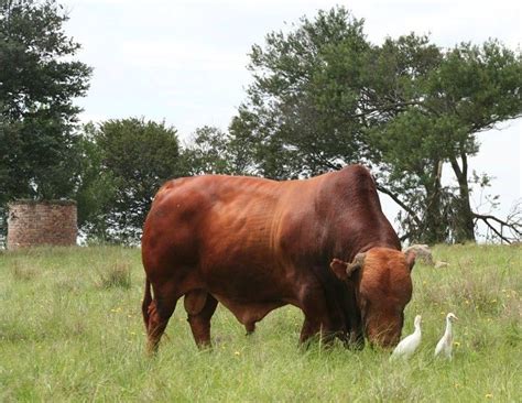 The Afrikaner Cattle Breeders' Society of South Africa Aberdeen Angus ...