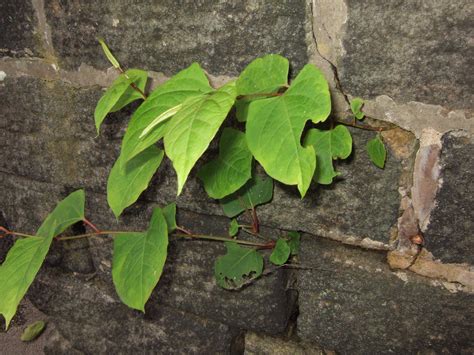 Japanese Knotweed: The Legal Framework | Phlorum