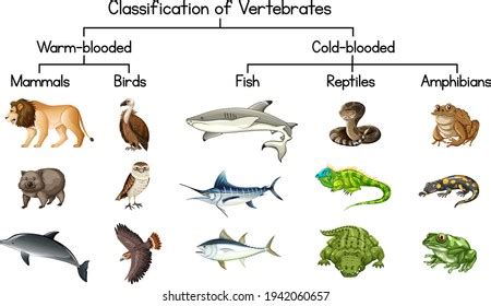 559,207 Vertebrate Images, Stock Photos, 3D objects, & Vectors | Shutterstock