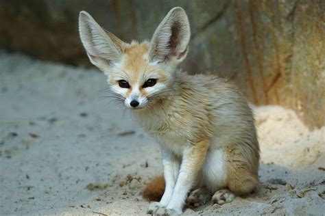 Arctic and Fennec Fox - ANIMAL ADAPTATIONS