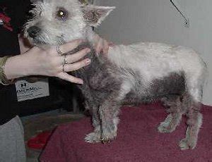 WestieMed - Malassezia Dermatitis