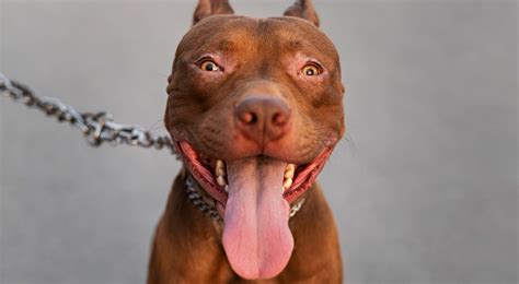 6 Ways to Train Pit Bull to Be a Good Family Pet | Dogsee