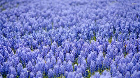 🔥 [70+] Hyacinth Wallpapers | WallpaperSafari