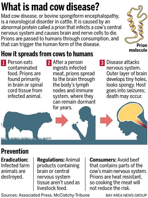 Mad Cow Disease Brain Pictures - All About Cow Photos