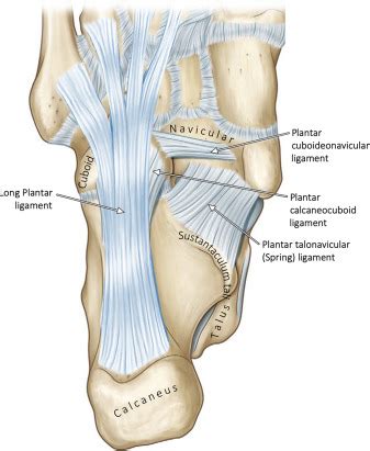 What is a Long Plantar Ligament? - Plantar People