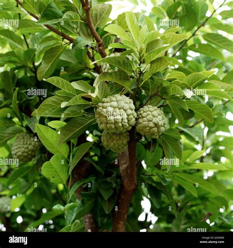 Custard apple tree hi-res stock photography and images - Alamy