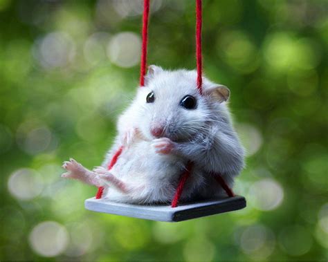 Cute Hamster Wallpapers - Wallpaper Cave