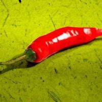 How to Take Care of a Mini Indoor Red Chili Pepper Plant | eHow