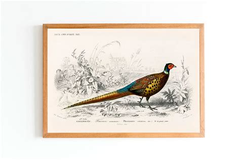 Pheasant Wall Art Vintage Pheasant Illustration Botanical Wall Decor for Home and Office