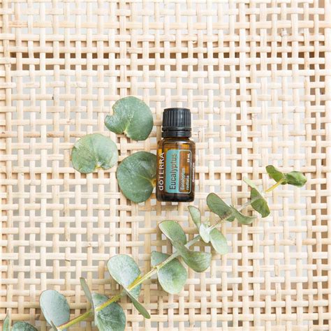 Eucalyptus Oil: Where does it come from? | doTERRA Essential Oils