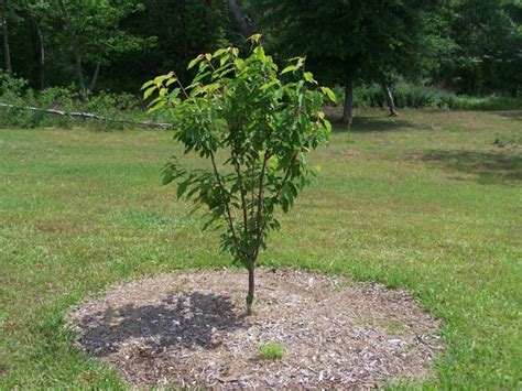 Bing Cherry Tree | Bing cherries, Cherry tree, Tree